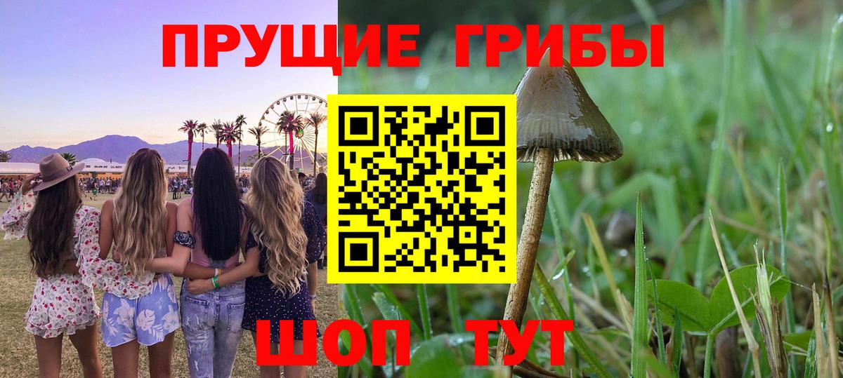 Галлюциногенные грибы Psilocybine cubensis Каменск-Шахтинский